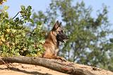 MALINOIS 182